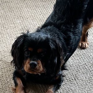 Meet your Posher ⭐️⭐️⭐️⭐️⭐️